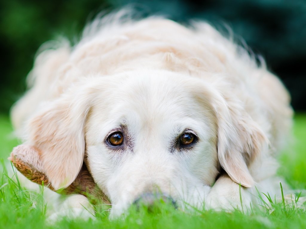 Обои трава, белый, собака, лежит, щенок, пес, золотистый ретривер, grass, white, dog, lies, puppy, golden retriever разрешение 1920x1200 Загрузить