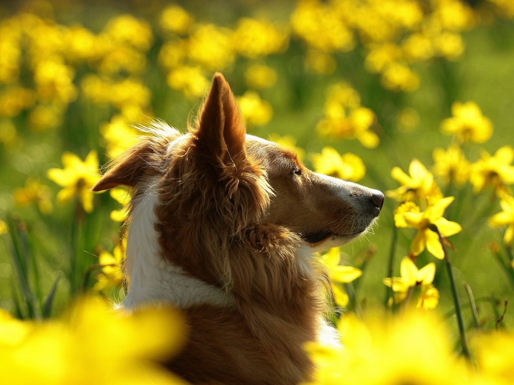 Обои морда, цветы, поле, собака, профиль, уши, нарциссы, колли, face, flowers, field, dog, profile, ears, daffodils, collie разрешение 1920x1200 Загрузить