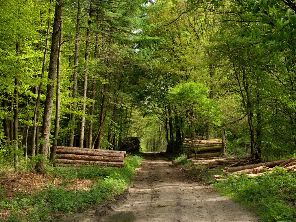 Обои дорога, деревья, зелень, лес, road, trees, greens, forest разрешение 1920x1200 Загрузить