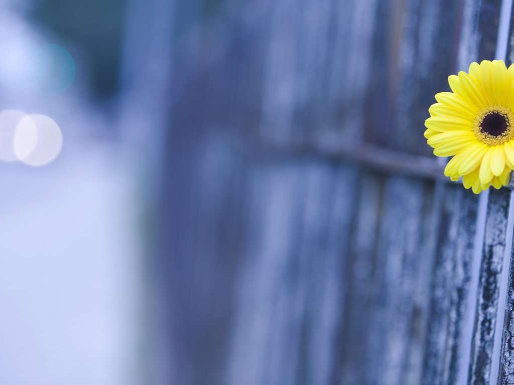 Обои макро, цветок, забор, размытие, гербера, cvetok, makro, zabor, razmytie, macro, flower, the fence, blur, gerbera разрешение 1920x1080 Загрузить