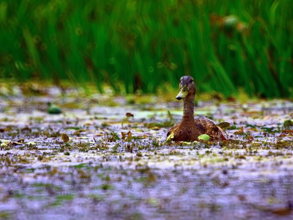 Обои трава, осока, вода, природа, зелень, болото, осень, птица, утка, grass, sedge, water, nature, greens, swamp, autumn, bird, duck разрешение 2560x1600 Загрузить