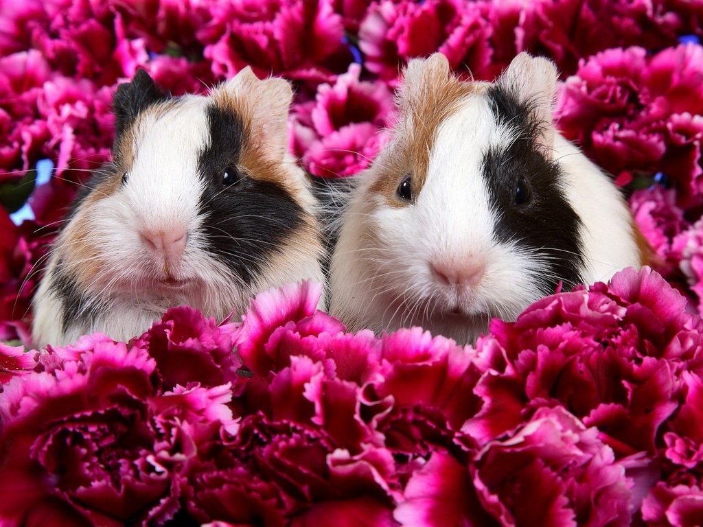 Обои цветы, животные, морские свинки, flowers, animals, guinea pigs разрешение 1920x1200 Загрузить