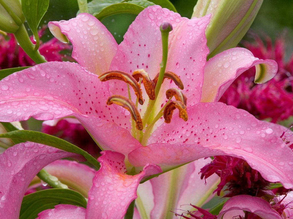 Обои цветы, цветок, лилия, розовая, капли воды, flowers, flower, lily, pink, water drops разрешение 1920x1200 Загрузить