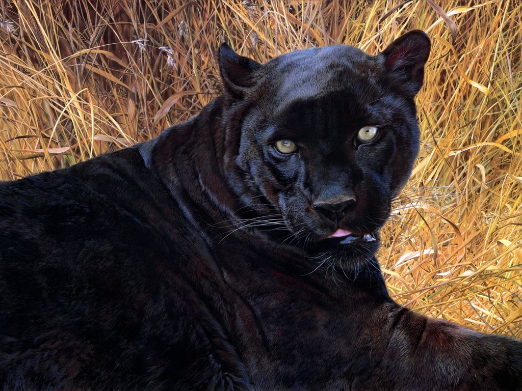 Обои арт, картина, пантера, черная, carl brenders, black sphinx, art, picture, panther, black разрешение 2599x1730 Загрузить