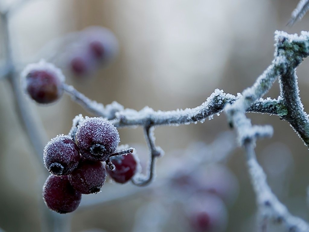 Обои ветка, природа, зима, макро, иней, холод, ягоды, branch, nature, winter, macro, frost, cold, berries разрешение 1920x1200 Загрузить