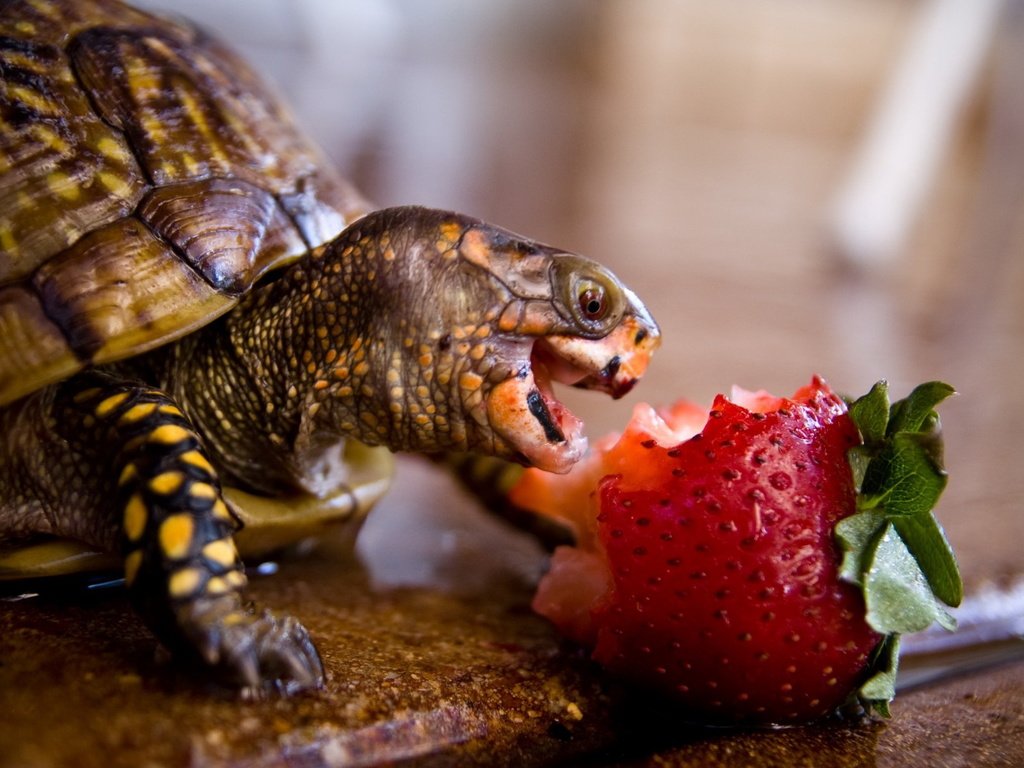 Обои животные, клубника, черепаха, панцирь, обед, рептилия, animals, strawberry, turtle, shell, lunch, reptile разрешение 1920x1200 Загрузить