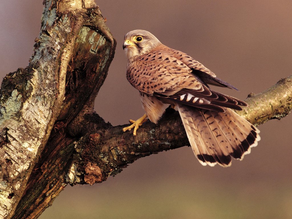 Обои ветка, дерево, сидит, птица, клюв, перья, хвост, сокол, branch, tree, sitting, bird, beak, feathers, tail, falcon разрешение 1920x1200 Загрузить