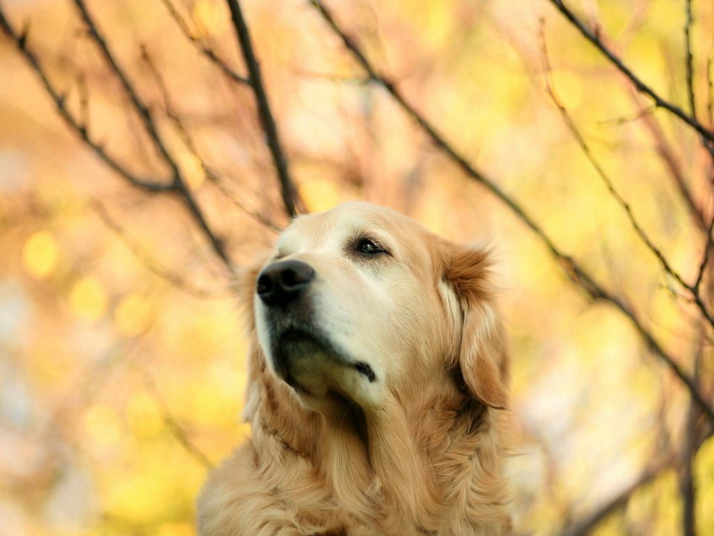 Обои взгляд, осень, собака, золотистый ретривер, look, autumn, dog, golden retriever разрешение 1920x1280 Загрузить