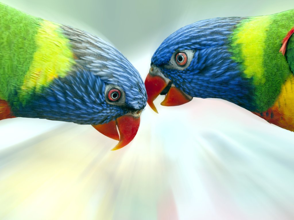 Обои разноцветные, птицы, попугай, радужный лорикет, colorful, birds, parrot, rainbow lorikeet разрешение 3600x2700 Загрузить