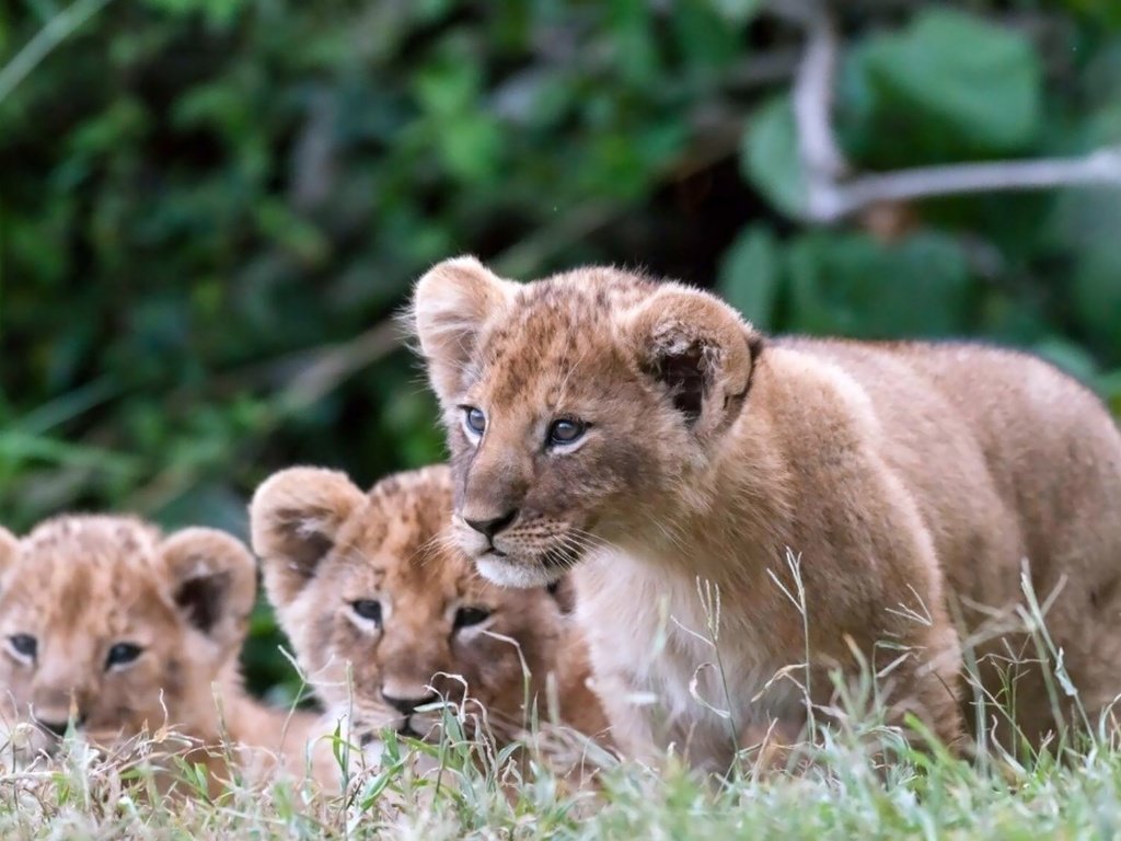 Обои львята, the cubs разрешение 2000x1125 Загрузить