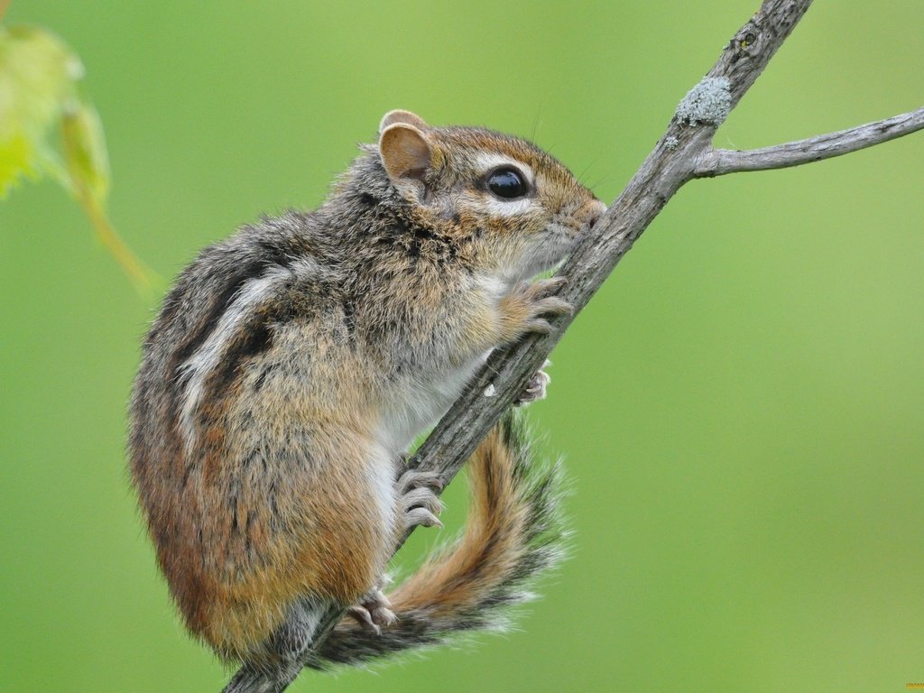 Обои ветка, фон, животное, бурундук, грызун, branch, background, animal, chipmunk, rodent разрешение 2048x1364 Загрузить