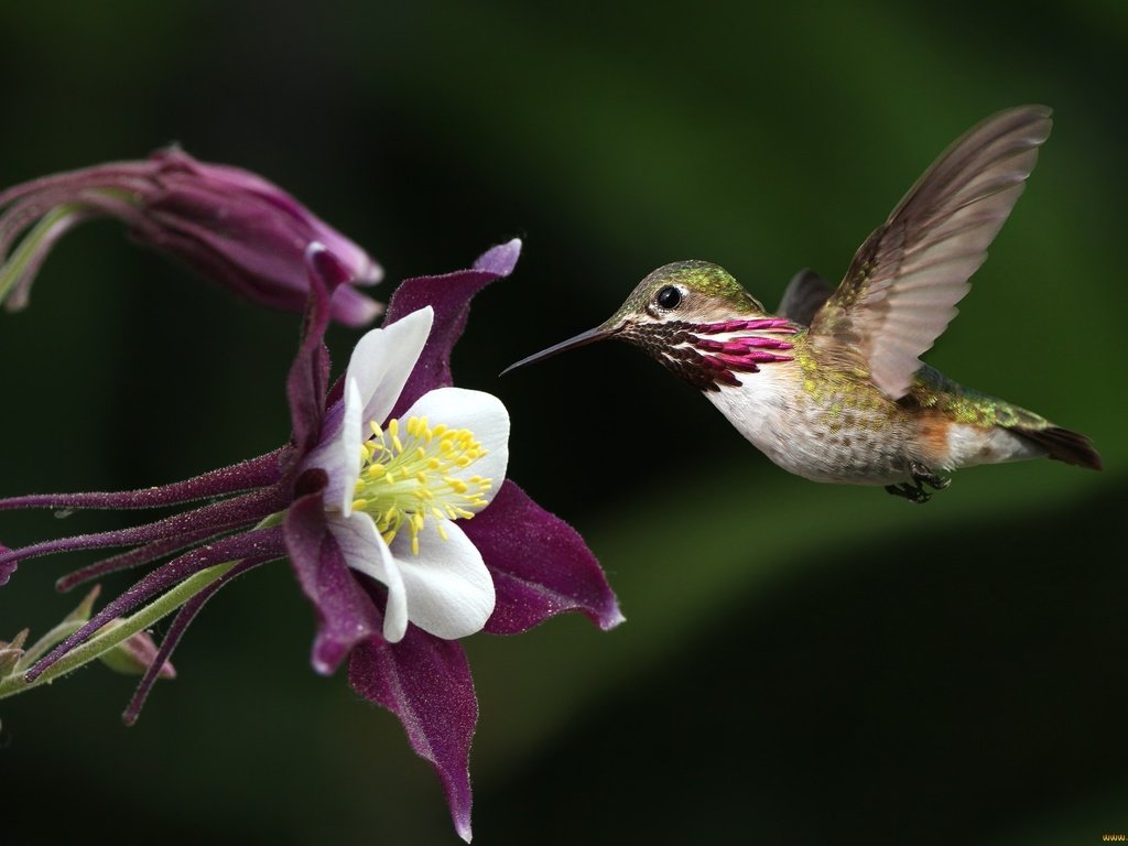 Обои полет, цветок, крылья, птица, клюв, перья, колибри, flight, flower, wings, bird, beak, feathers, hummingbird разрешение 2048x1372 Загрузить