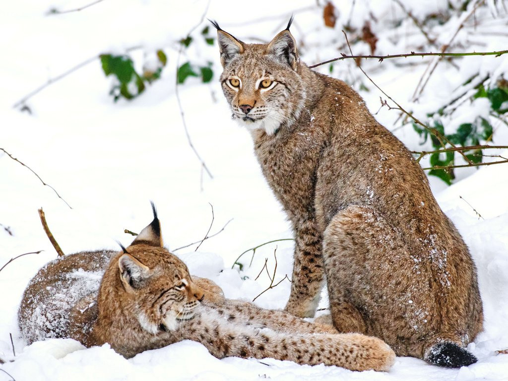 Обои снег, зима, рысь, парочка, snow, winter, lynx, a couple разрешение 1920x1200 Загрузить