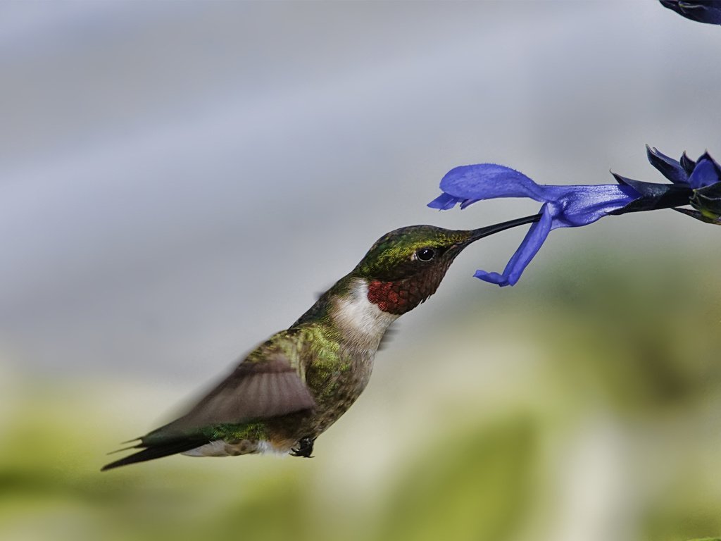 Обои макро, полет, цветок, птица, колибри, macro, flight, flower, bird, hummingbird разрешение 1920x1200 Загрузить