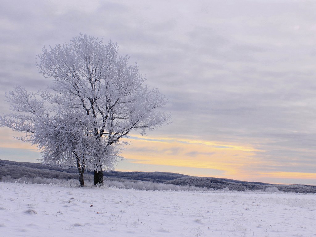 Обои деревья, снег, зима, пейзаж, иней, trees, snow, winter, landscape, frost разрешение 2048x1366 Загрузить