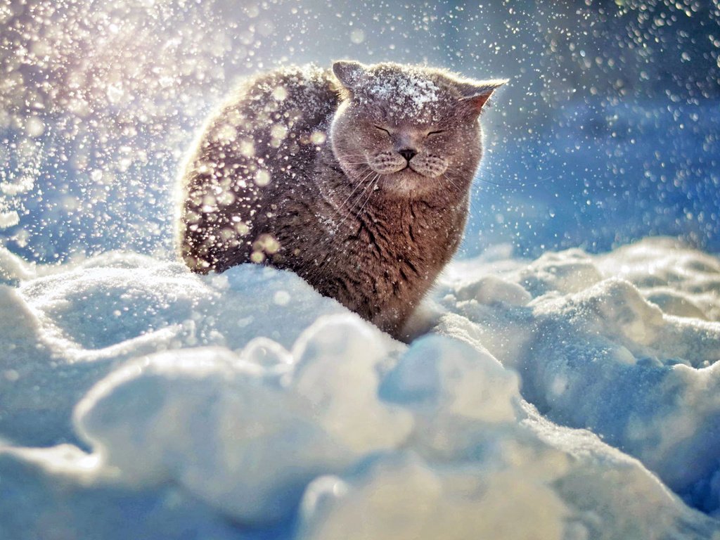 Обои снег, зима, мордочка, кошка, британец, snow, winter, muzzle, cat, british разрешение 1920x1200 Загрузить