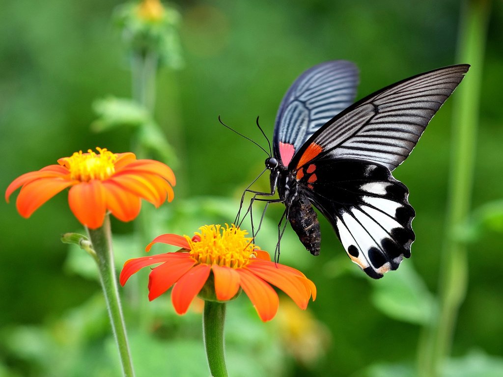 Обои цветы, бабочка, насекомые, flowers, butterfly, insects разрешение 2048x1365 Загрузить
