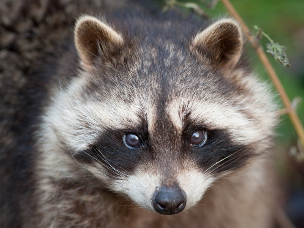 Обои морда, взгляд, енот, face, look, raccoon разрешение 3888x2592 Загрузить