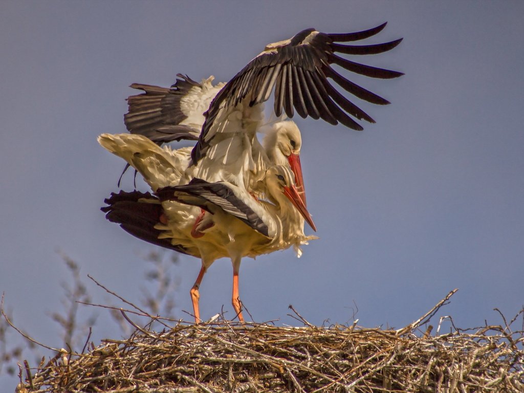 Обои природа, крылья, птица, аист, гнездо, птаха, nature, wings, bird, stork, socket разрешение 2560x1600 Загрузить