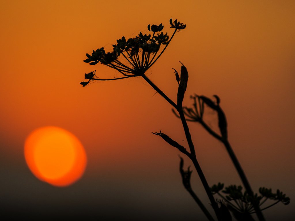 Обои трава, силуэт, растение, grass, silhouette, plant разрешение 2048x1365 Загрузить