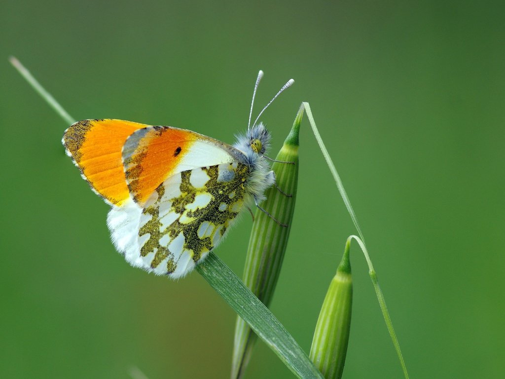 Обои трава, макро, насекомое, бабочка, крылья, растение, зеленая, ziva & amir, grass, macro, insect, butterfly, wings, plant, green разрешение 3366x2229 Загрузить