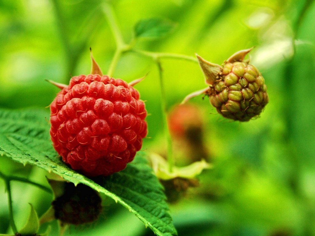 Обои листья, макро, малина, ягода, куст, leaves, macro, raspberry, berry, bush разрешение 1920x1213 Загрузить