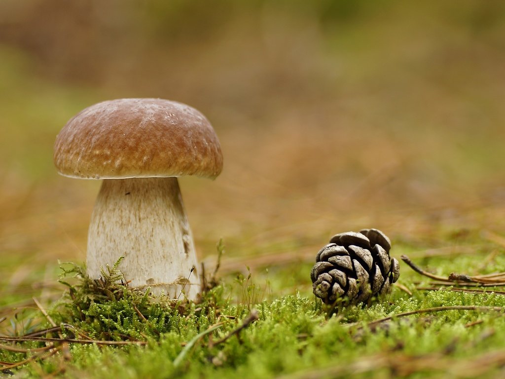 Обои природа, лес, макро, гриб, мох, шишка, nature, forest, macro, mushroom, moss, bump разрешение 2560x1701 Загрузить