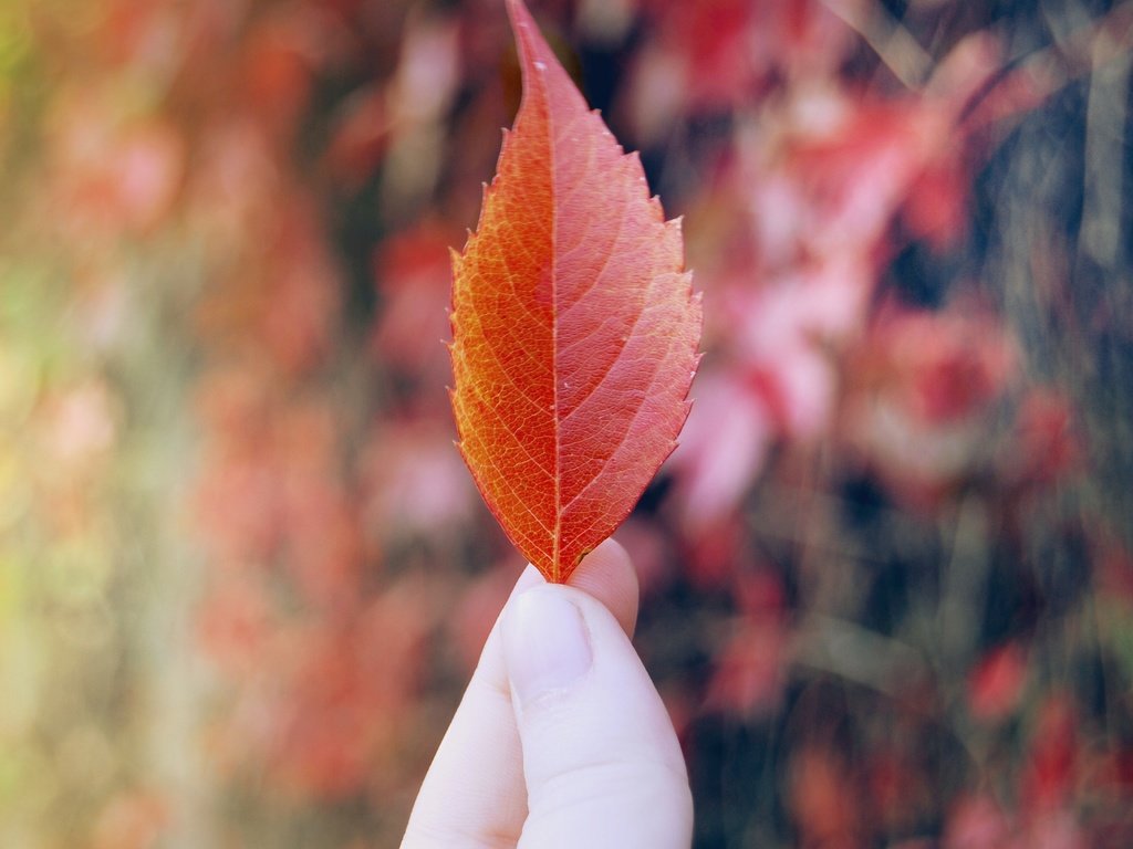 Обои рука, листок, осень, красный, лист, пальцы, hand, leaf, autumn, red, sheet, fingers разрешение 3872x2592 Загрузить