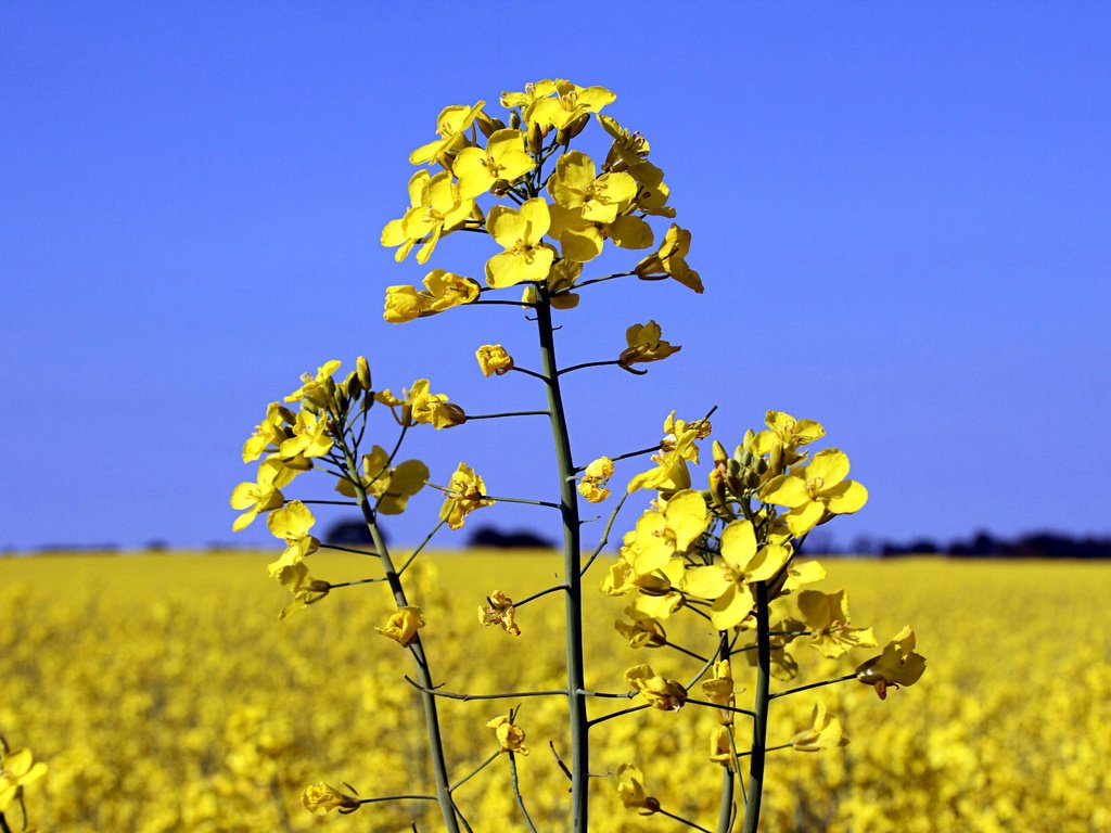 Обои небо, цветы, пейзаж, поле, растение, рапс, the sky, flowers, landscape, field, plant, rape разрешение 1920x1200 Загрузить