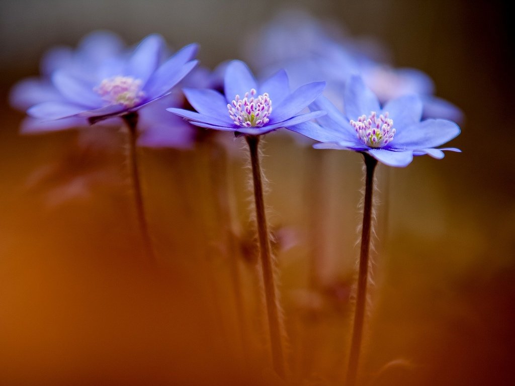 Обои цветы, макро, весна, синие, анемоны, anemone hepatica, печеночники, flowers, macro, spring, blue, anemones, the liverworts разрешение 1920x1200 Загрузить