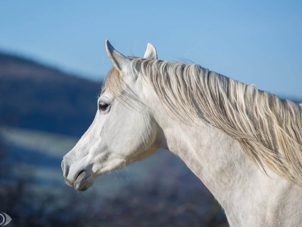 Обои морда, небо, лошадь, профиль, конь, грива, шея, (с) oliverseitz, face, the sky, horse, profile, mane, neck, (c) oliverseitz разрешение 3100x1980 Загрузить