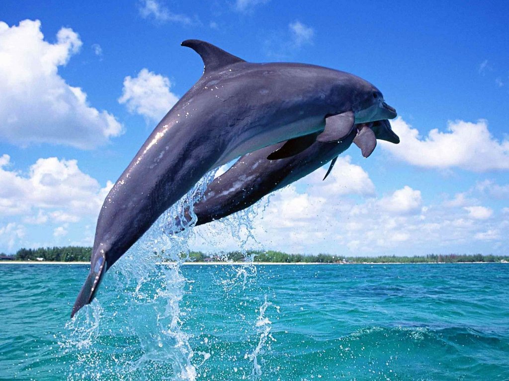 Обои небо, вода, море, горизонт, прыжок, дельфины, дельфин, подводный мир, the sky, water, sea, horizon, jump, dolphins, dolphin, underwater world разрешение 1920x1080 Загрузить