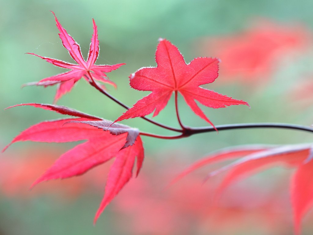 Обои ветка, природа, листья, макро, осень, размытость, branch, nature, leaves, macro, autumn, blur разрешение 2048x1360 Загрузить