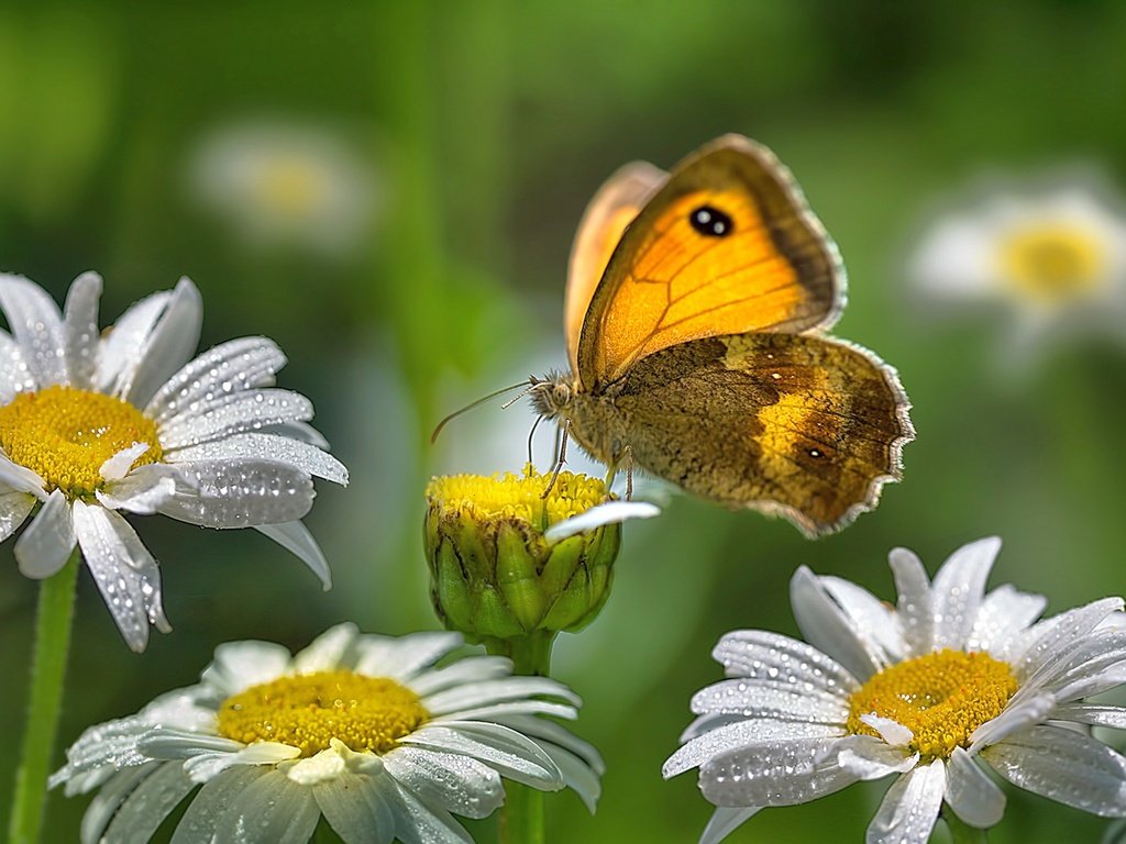 Обои цветы, роса, капли, лето, бабочка, насекомые, ромашки, flowers, rosa, drops, summer, butterfly, insects, chamomile разрешение 2560x1440 Загрузить