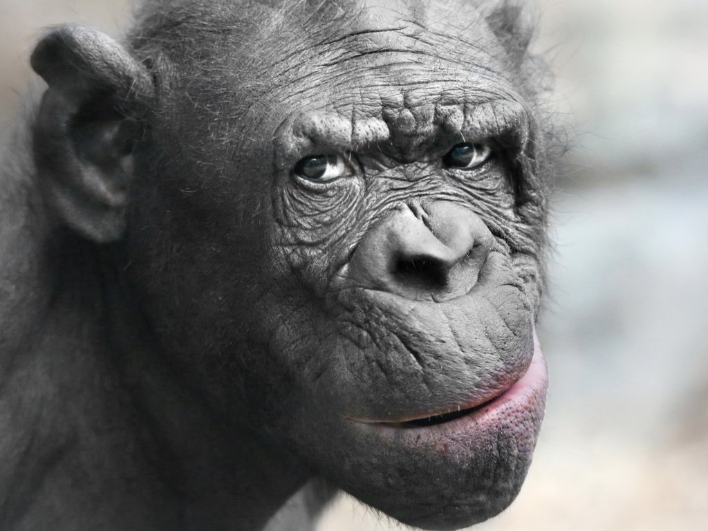 Обои морда, взгляд, животное, обезьяна, шимпанзе, face, look, animal, monkey, chimpanzees разрешение 1920x1200 Загрузить