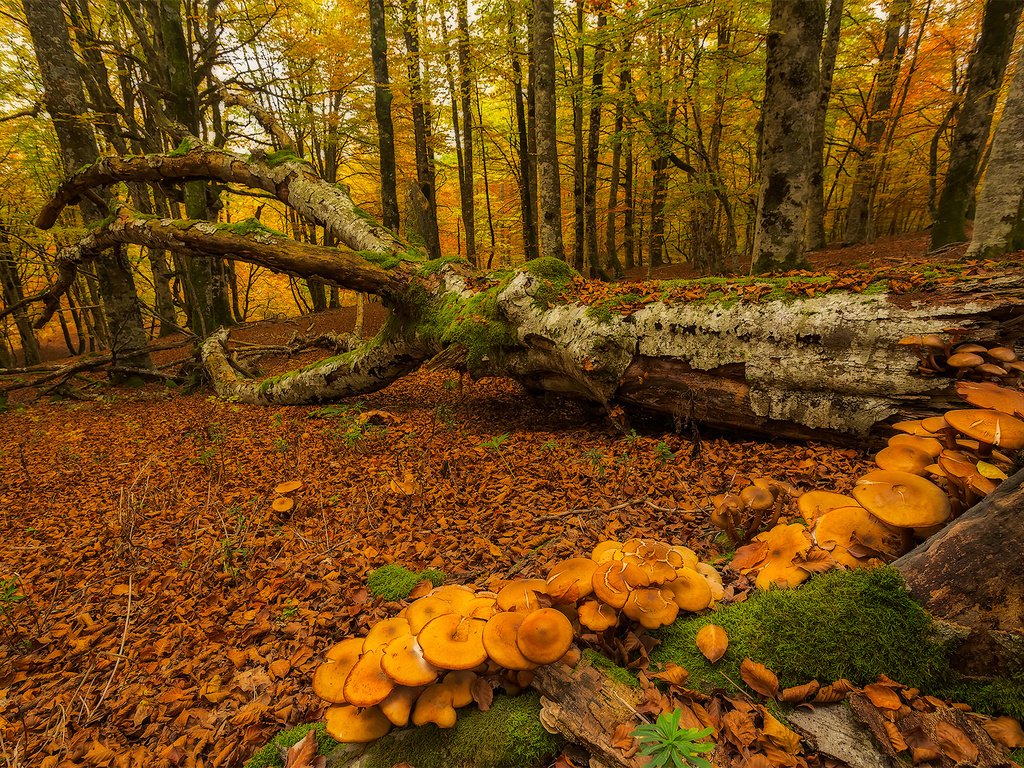 Обои деревья, лес, осень, грибы, мох, испания, urabain, страна басков, trees, forest, autumn, mushrooms, moss, spain, basque country разрешение 1920x1280 Загрузить