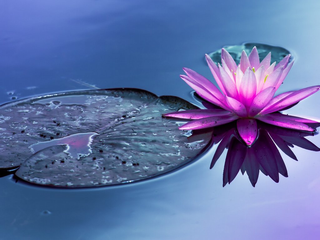 Обои вода, цветок, пруд, водяная лилия, water, flower, pond, water lily разрешение 2048x1105 Загрузить