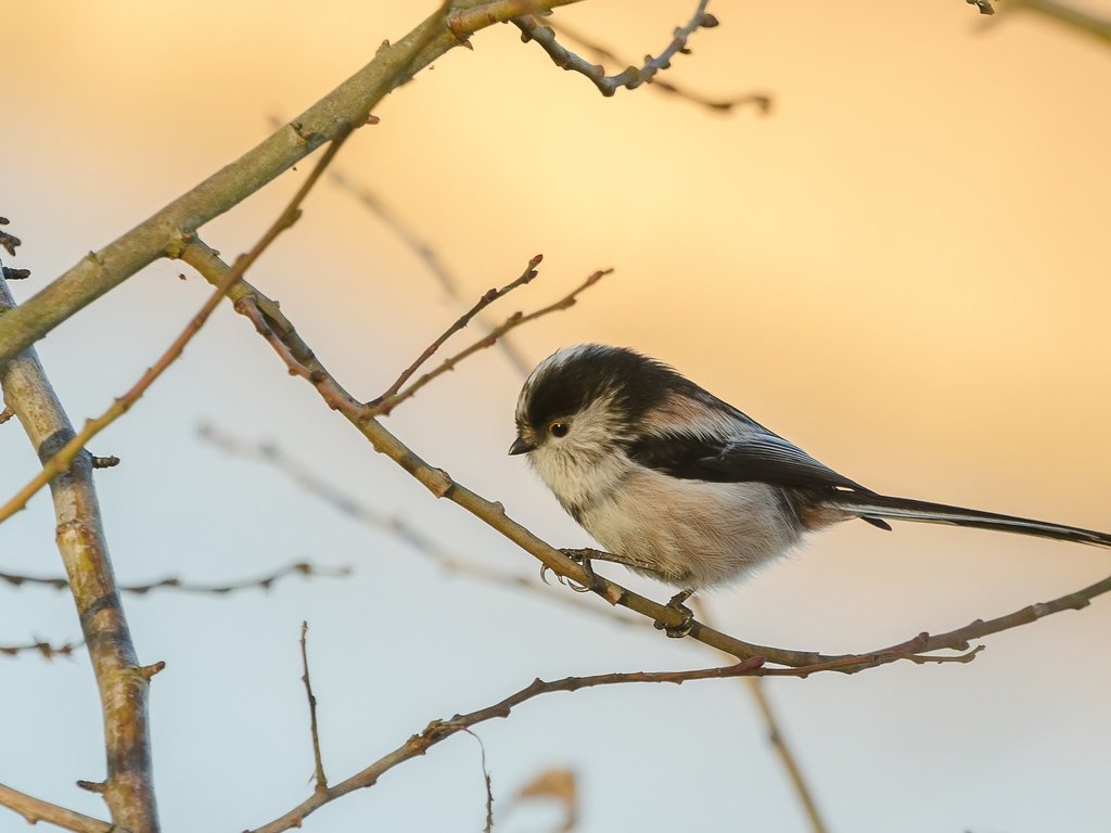 Обои ветка, природа, птица, синица, branch, nature, bird, tit разрешение 3672x2039 Загрузить