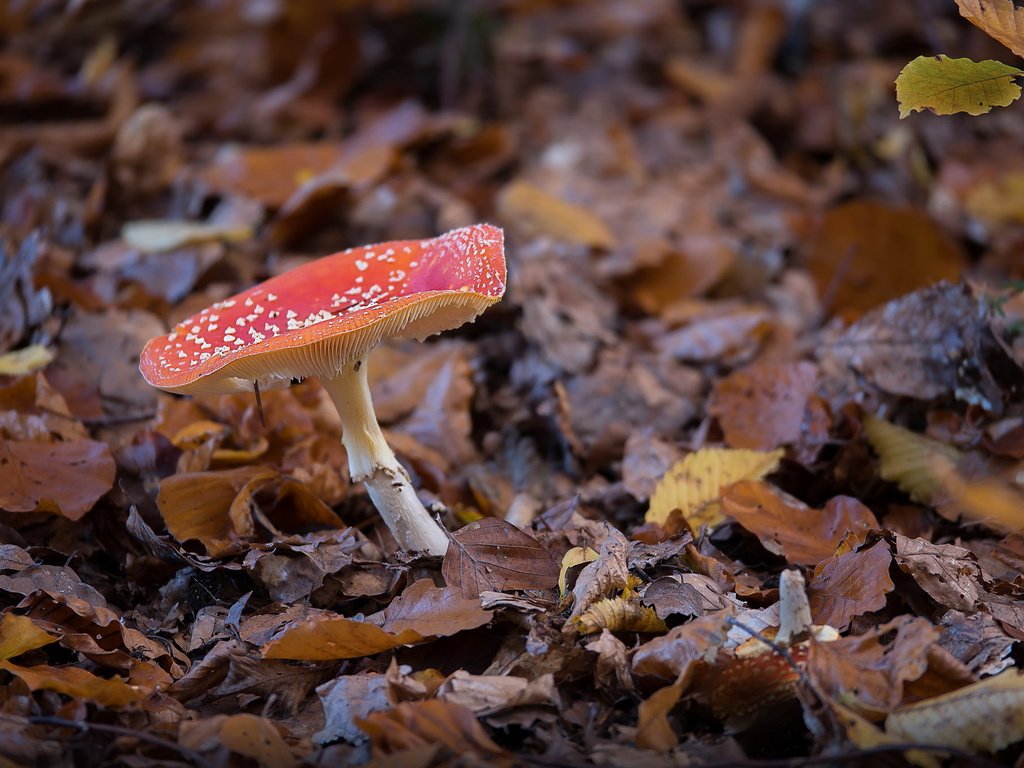 Обои природа, осень, гриб, nature, autumn, mushroom разрешение 2047x1352 Загрузить