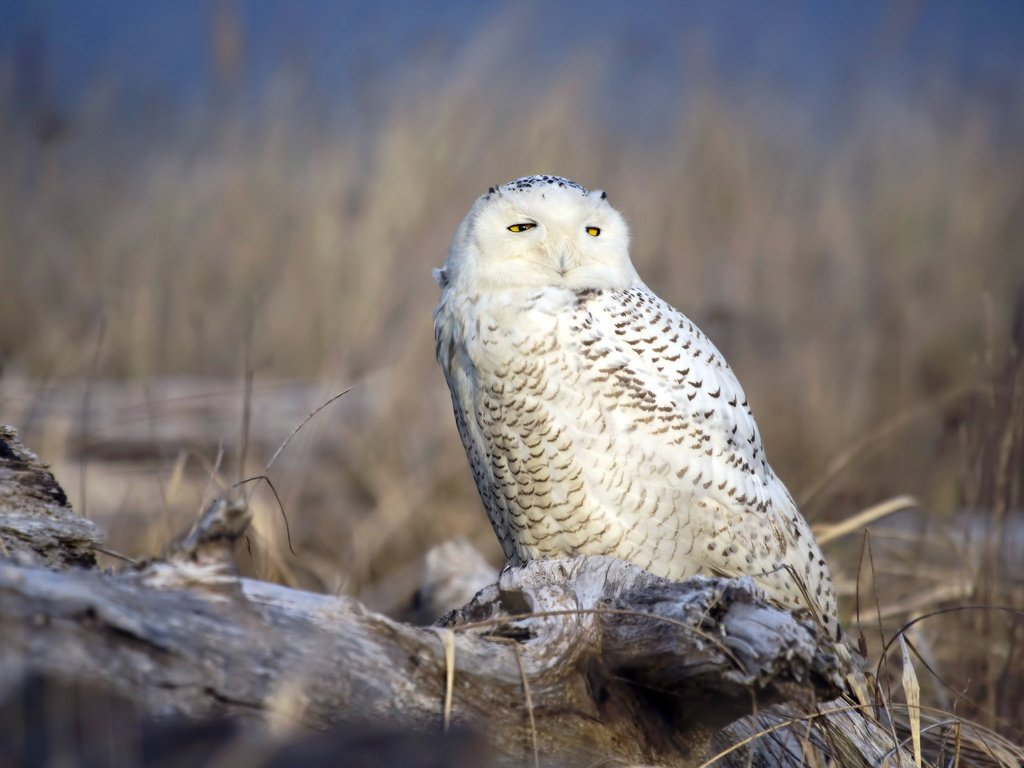 Обои сова, природа, птица, полярная сова, белая сова, owl, nature, bird, snowy owl, white owl разрешение 1920x1200 Загрузить