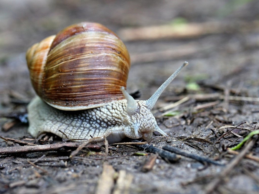 Обои макро, улитка, рожки, раковина, брюхоногие моллюски, macro, snail, horns, sink, gastropods разрешение 2880x1920 Загрузить