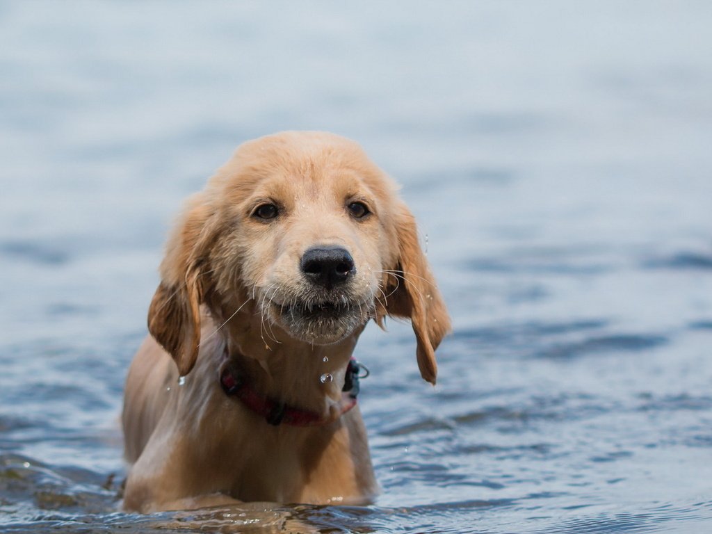 Обои вода, взгляд, собака, щенок, друг, water, look, dog, puppy, each разрешение 1920x1150 Загрузить