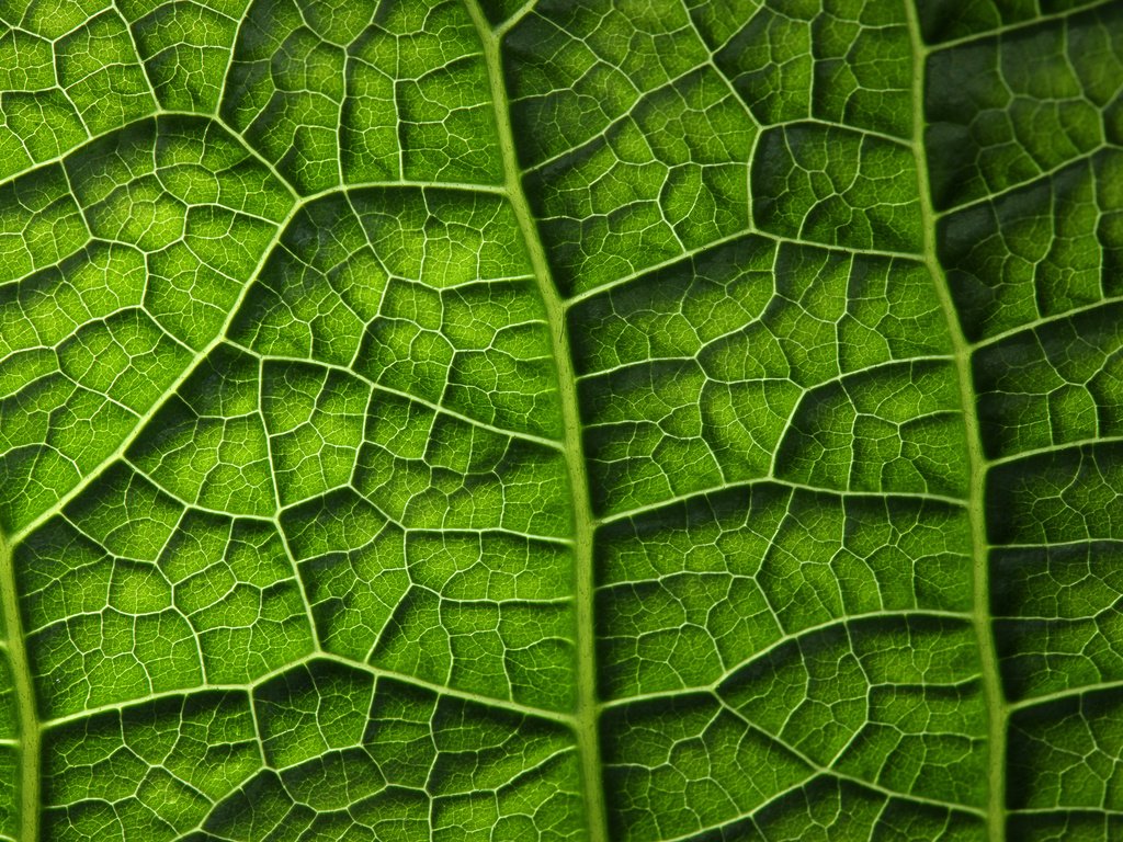 Обои зелёный, лист, растение, листик, завод, грин, green, sheet, plant, leaf разрешение 2450x1633 Загрузить