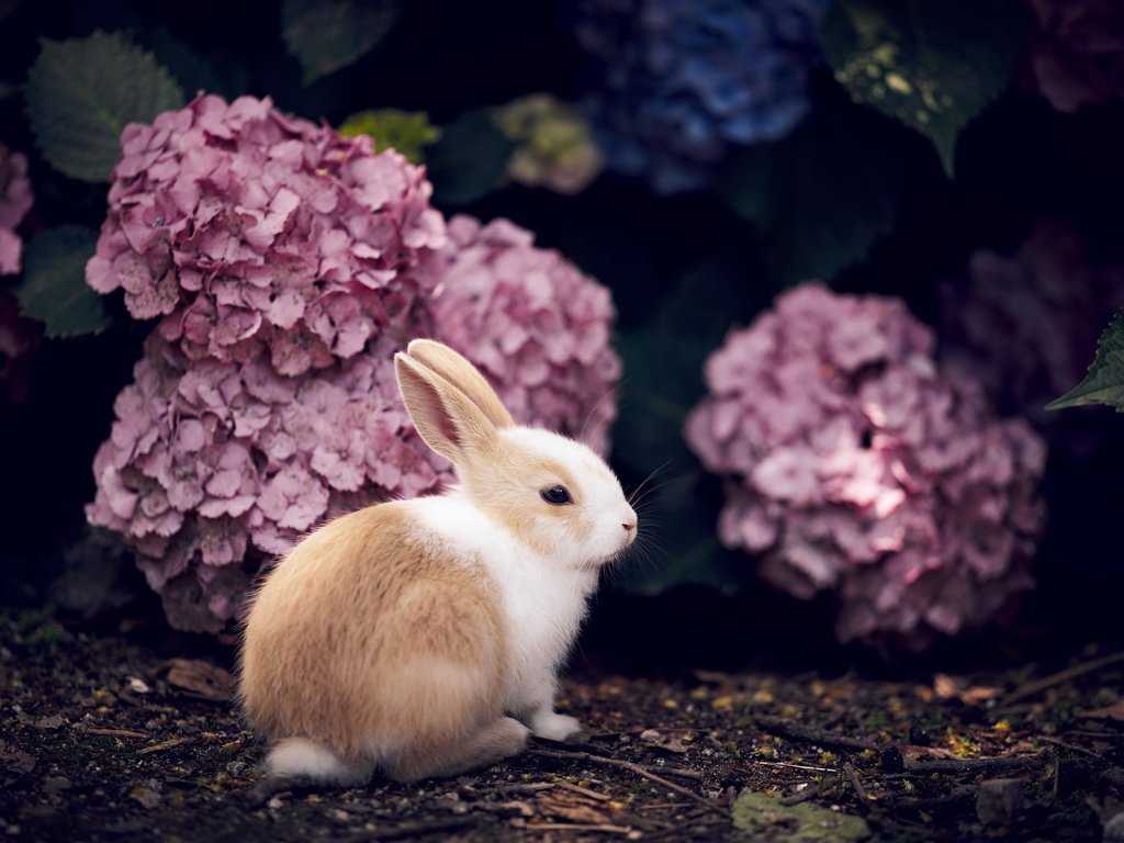 Обои цветы, кролик, животное, гортензия, flowers, rabbit, animal, hydrangea разрешение 2560x1709 Загрузить