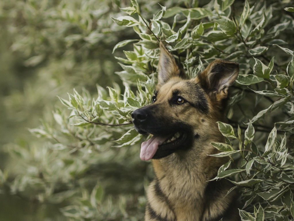 Обои морда, портрет, ветки, собака, немецкая овчарка, овчарка, face, portrait, branches, dog, german shepherd, shepherd разрешение 3600x2400 Загрузить