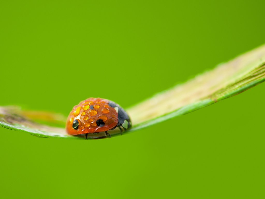 Обои ветка, макро, насекомое, фон, капли, божья коровка, branch, macro, insect, background, drops, ladybug разрешение 2048x1365 Загрузить