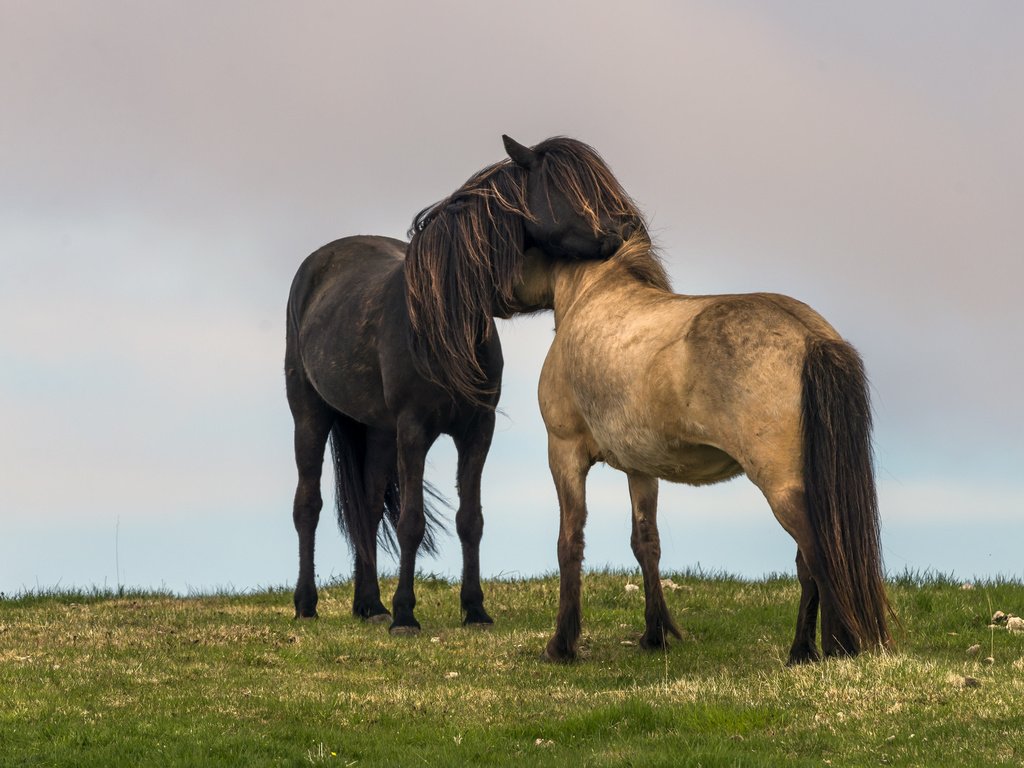 Обои небо, трава, пейзаж, поле, любовь, лошади, кони, the sky, grass, landscape, field, love, horse, horses разрешение 2048x1365 Загрузить