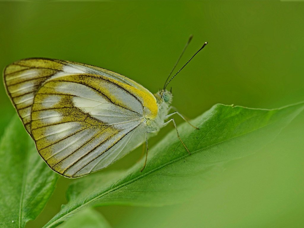 Обои насекомое, бабочка, крылья, лист, растение, insect, butterfly, wings, sheet, plant разрешение 2048x1360 Загрузить