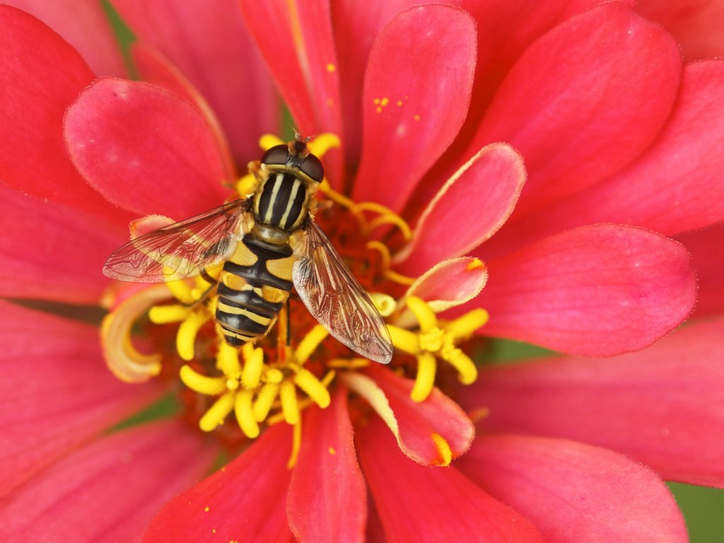 Обои цветок, пчела, опыление, цветком, flower, bee, pollination разрешение 3260x2230 Загрузить