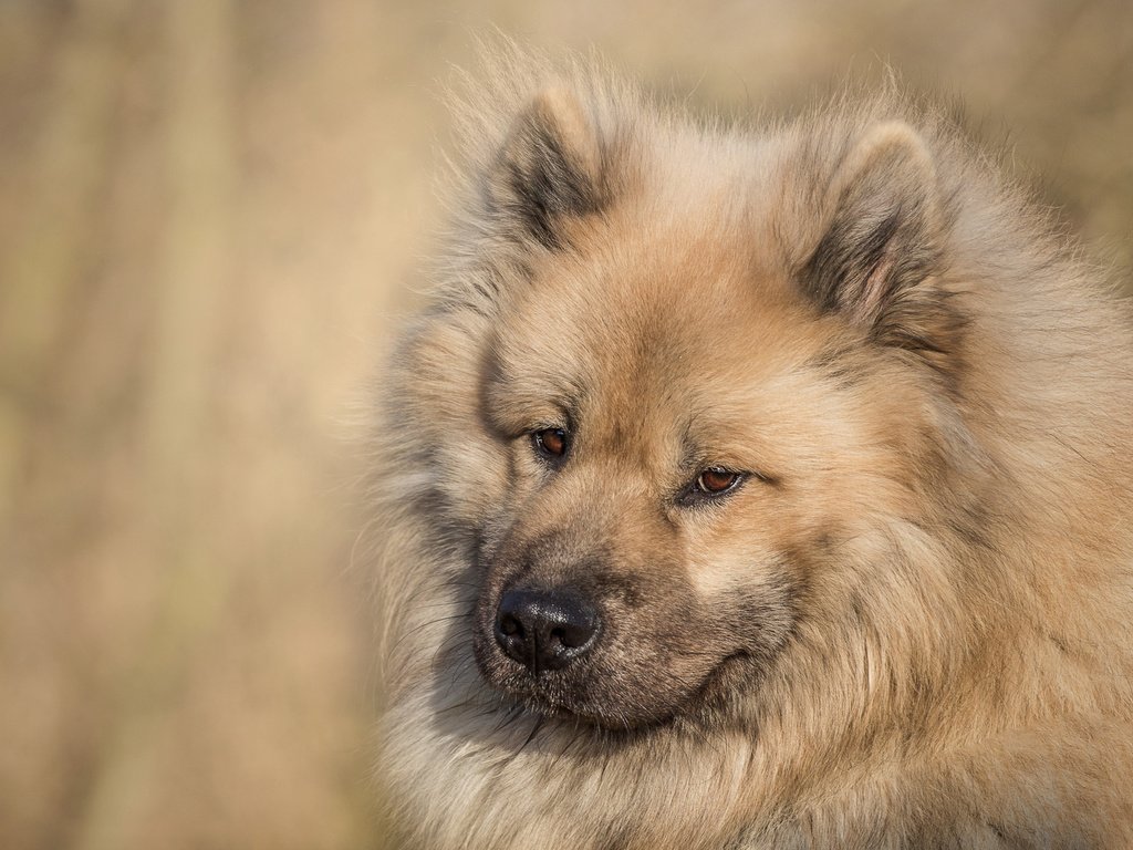 Обои морда, взгляд, собака, евразиер, face, look, dog, the eurasier разрешение 2000x1278 Загрузить